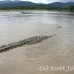 crocodile_american_tar_h_1115_cos2063.jpg